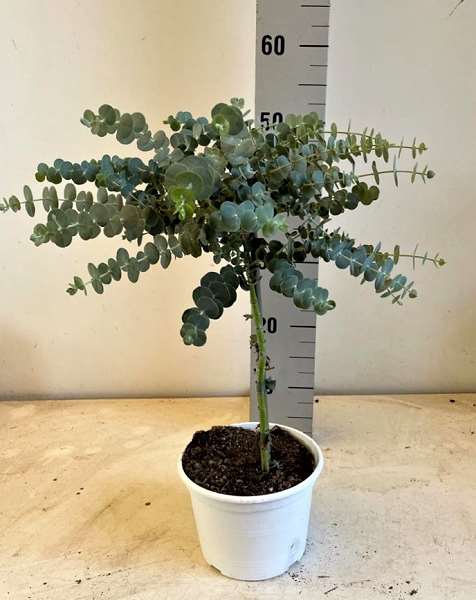 Picture of EUCALYPTUS CINEREA MINI TIGE 17CM