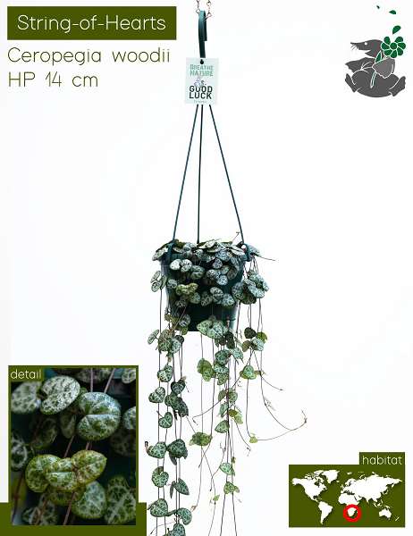 Picture of CEROPEGIA WOODII IN HANGING BASKET