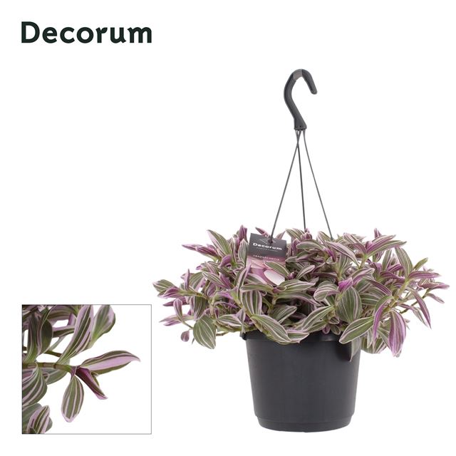 Picture of Tradescantia flamingo hill hanging basket