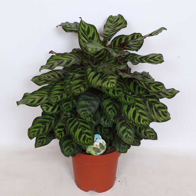 Picture of Calathea makoyana