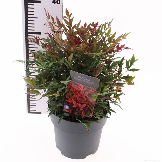 Picture of Nandina domestica obsessed