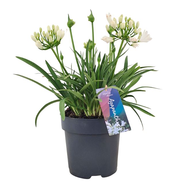 Picture of Agapanthus double diamond