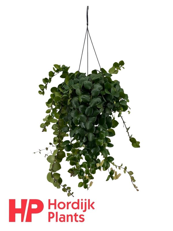 Picture of Aeschynanthus pink polka in hanging basket