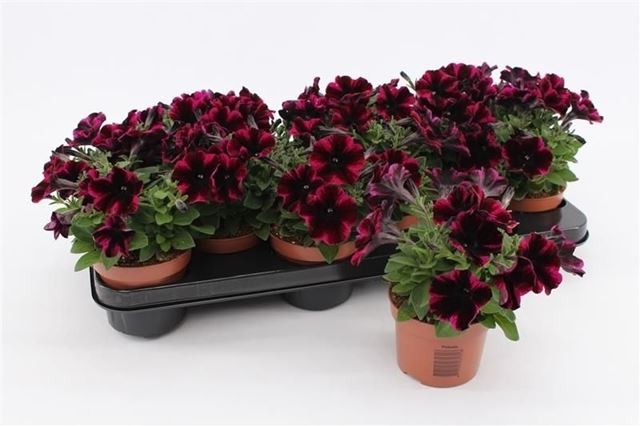 Picture of Petunia johnny flame