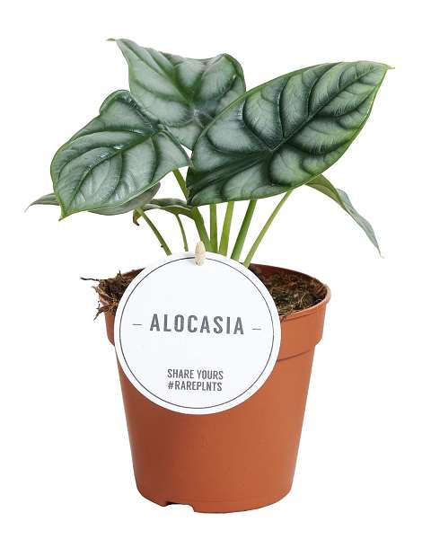 Picture of ALOCASIA SILVER DRAGON