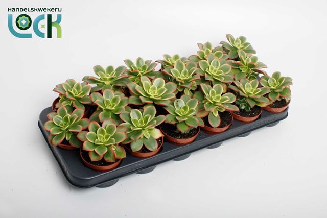 Picture of AEONIUM TRICOLOR