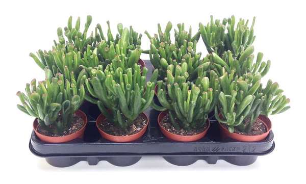 Picture of CRASSULA OVATA HORN TREE