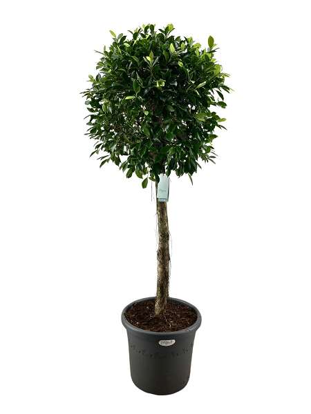 Picture of Ficus nitida on stem