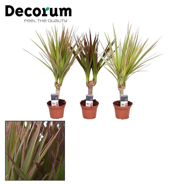 Picture of DRACAENA MARGINATA MIX ON STEM