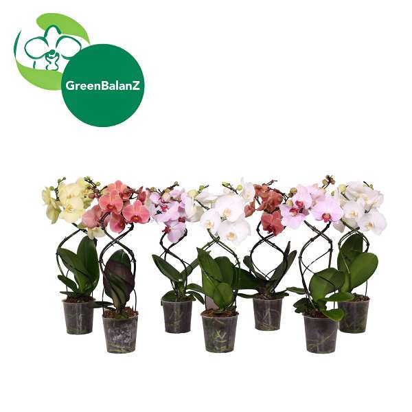 Picture of Phalaenopsis 02-stem twister mix