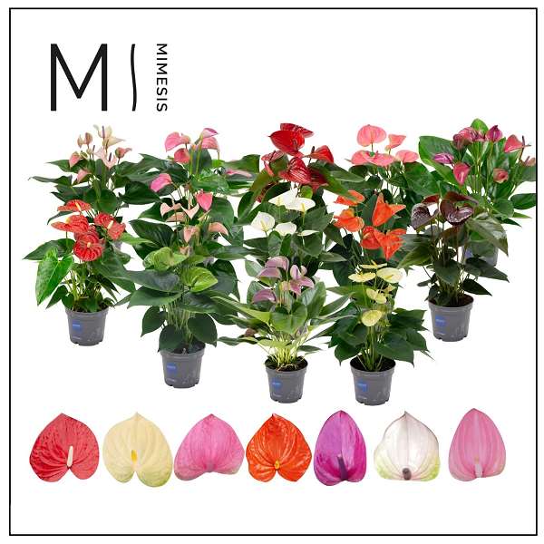 Picture of Anthurium mix