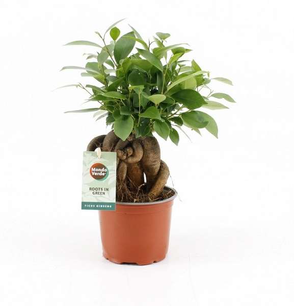 Picture of FICUS MICROCARPA RETUSA