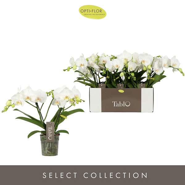 Picture of PHALAENOPSIS 02-STEM TABLO CHAMPAGNE