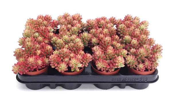Picture of Sedum rubrotintum rosea