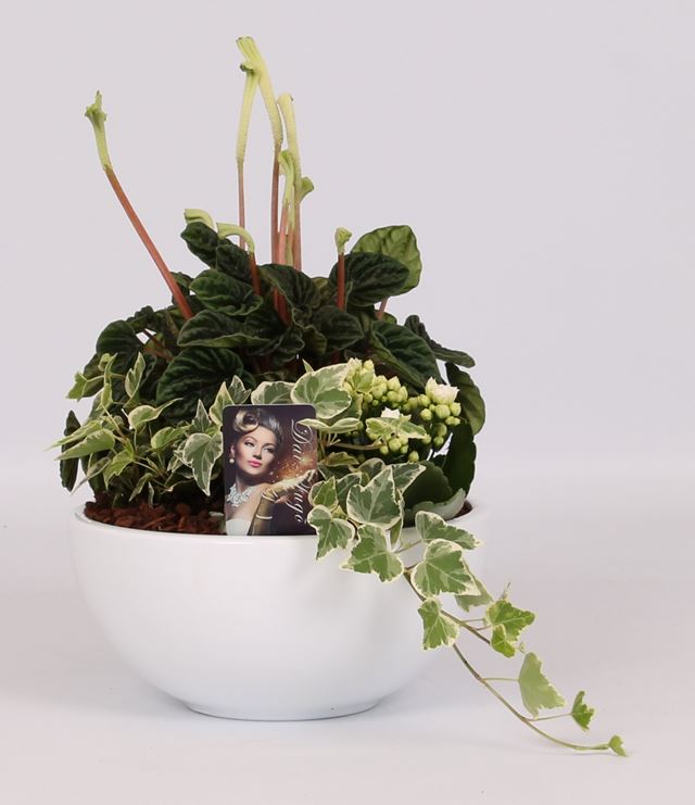 Picture of PEPEROMIA ARRANGEMENT IN WHITE CERAMIC