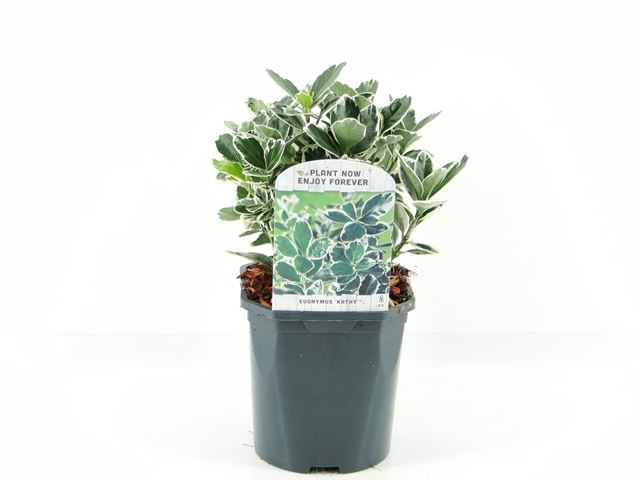Picture of Euonymus japopnica kathy