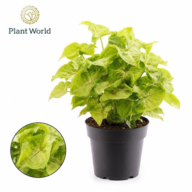 Picture of Syngonium podophyllum golden