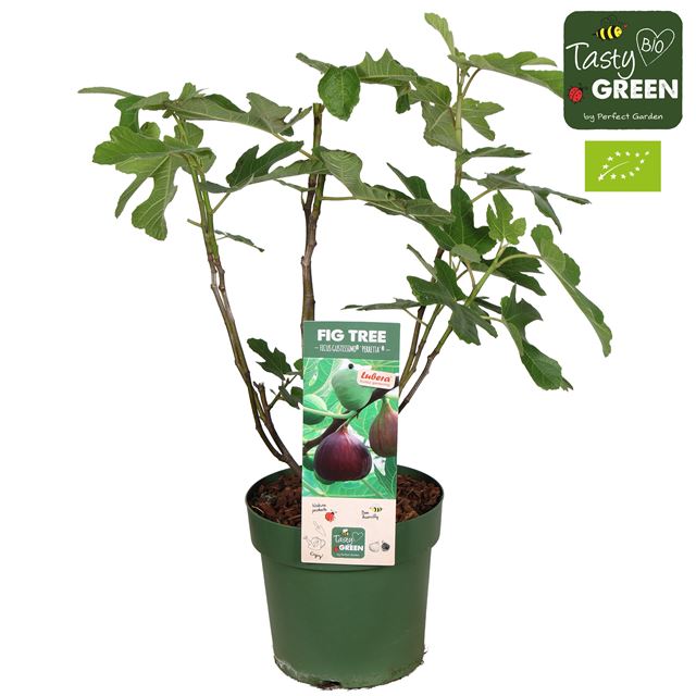 Picture of Ficus carica gustissimo perretta bio