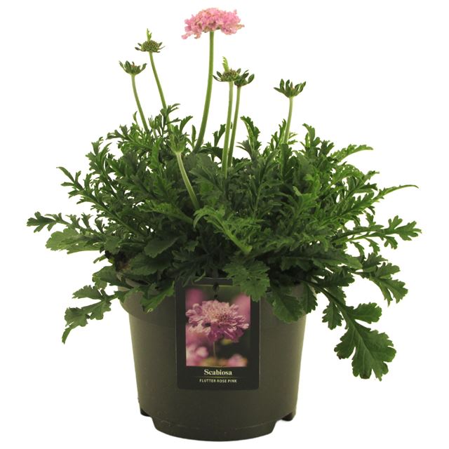 Picture of Scabiosa columbaria flutter rose pink