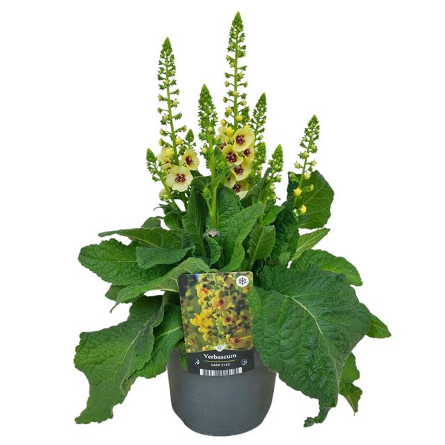 Picture of Verbascum densiflorum dark eyes