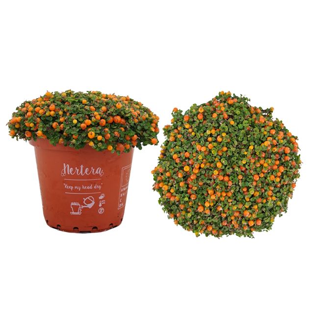 Picture of Nertera granadensis orange