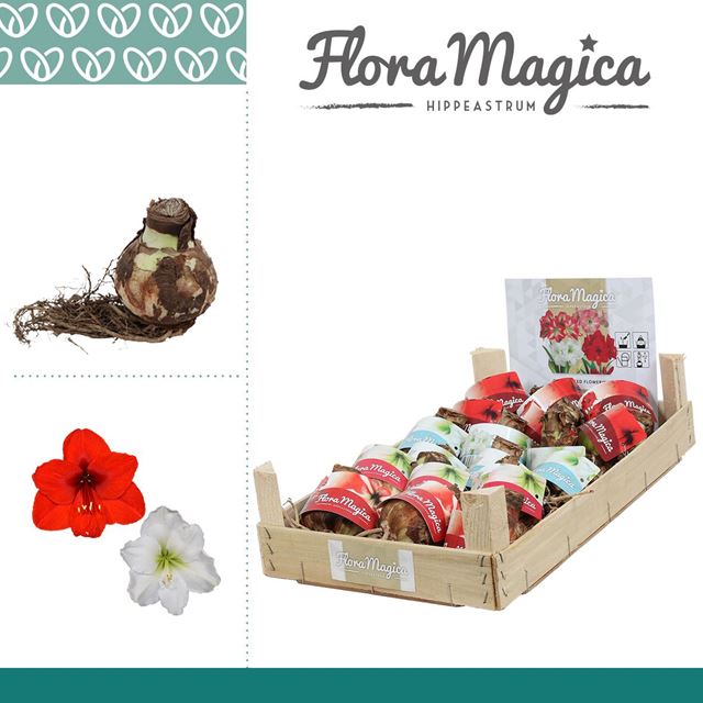 Picture of HIPPEASTRUM DRY BULB 28/30 MIX IN WOODEN CRATE