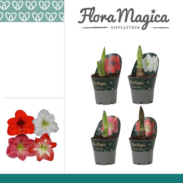 Picture of Hippeastrum (amaryllis) 02-fl mix + cover