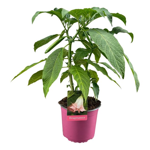 Picture of BRUGMANSIA PINK IN PINK POT