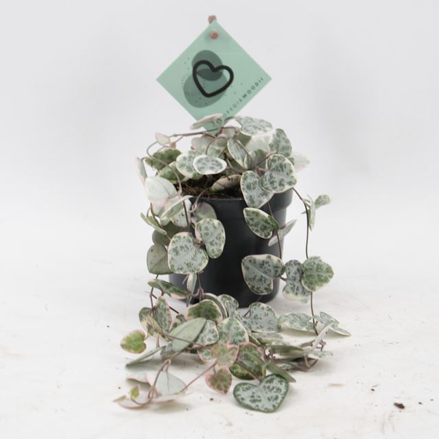 Picture of Ceropegia woodii variegata