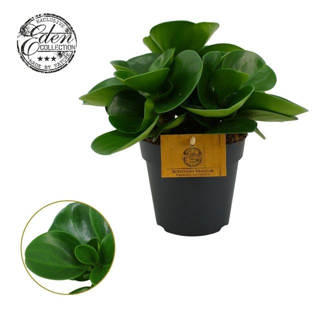 Picture of Peperomia obtusifolia green