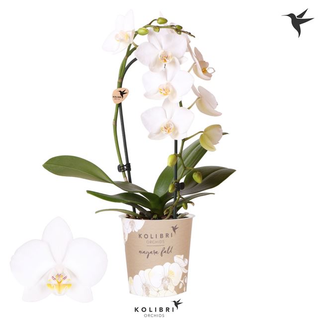 Picture of Phalaenopsis 01-stem cascade white