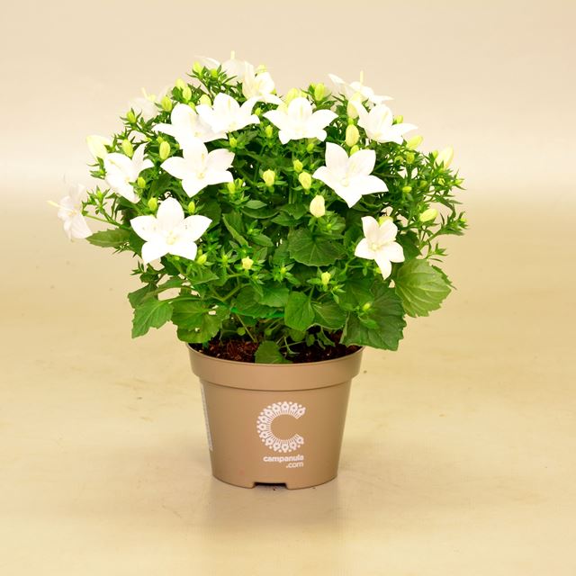 Picture of CAMPANULA ISOPHYLLA WHITE