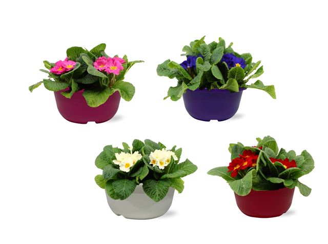 Picture of PRIMULA ACAULIS IN IN BOWL