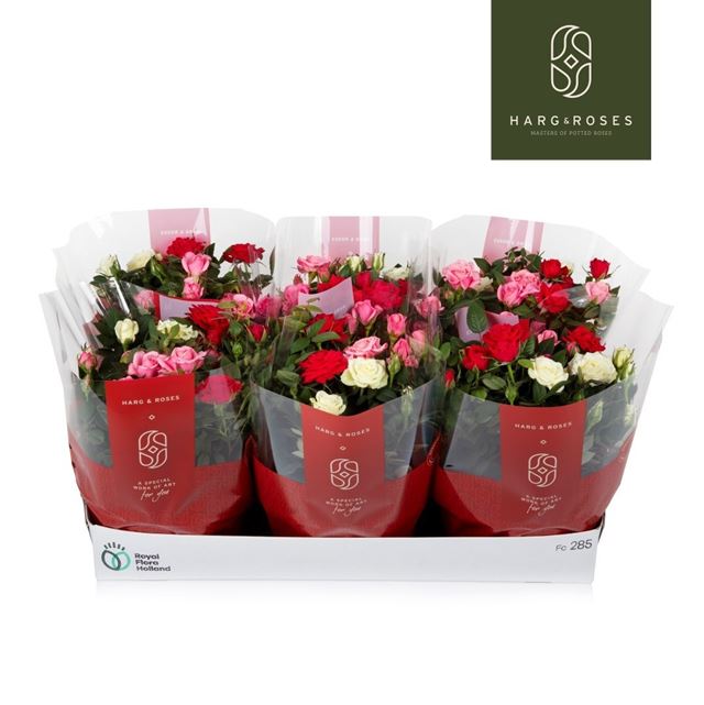 Picture of Rosa carnaval in bowl with sleeve