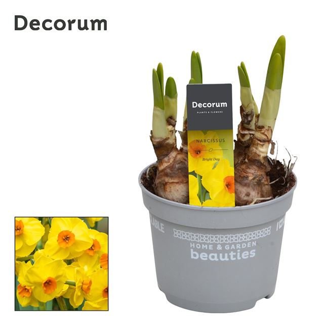 Picture of NARCISSUS BRIGHT DAY
