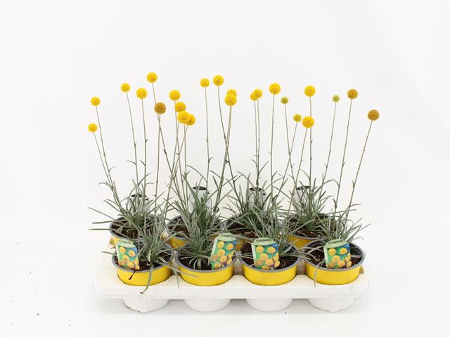 Picture of CRASPEDIA GLOBOSA BEAUTY