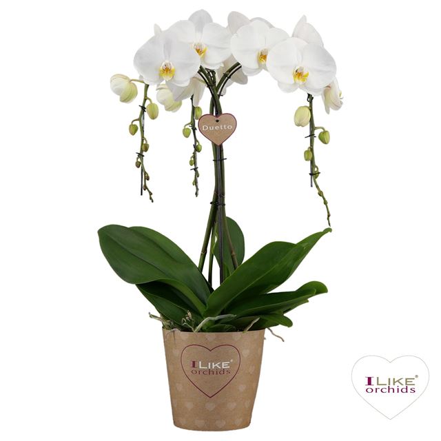 Picture of PHALAENOPSIS 03-STEM DUETTO ORNAMENTO WHITE