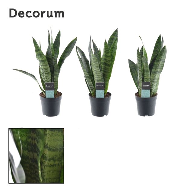 Picture of SANSEVIERIA TRIFASCIATA BLACK CORAL