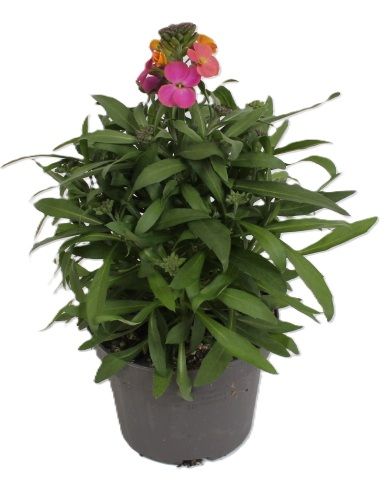Picture of Erysimum leya purple glow