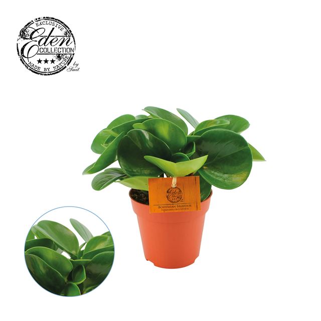 Picture of PEPEROMIA OBTUSIFOLIA GREEN