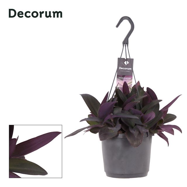 Picture of TRADESCANTIA PURPLE HEART HANGING BASKET