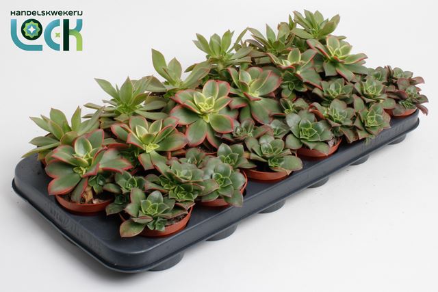 Picture of AEONIUM MIX