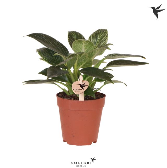 Picture of PHILODENDRON WHITE MEASURE