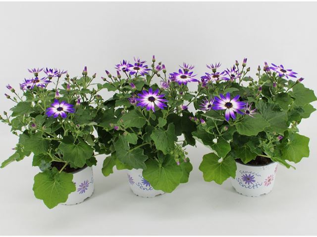 Picture of Senecio senetti violet bicolor