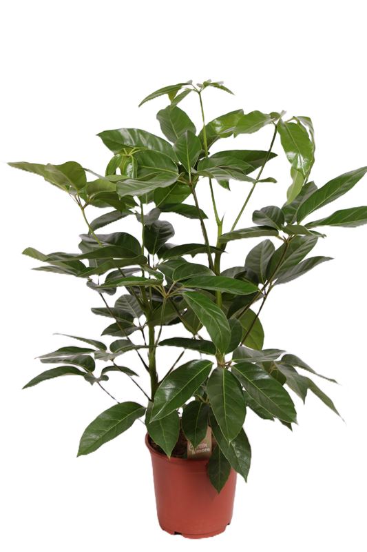 Picture of Schefflera actinophyllum amata 02pp