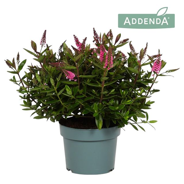 Picture of HEBE/VERONICA ADDENDA DONNA PINK