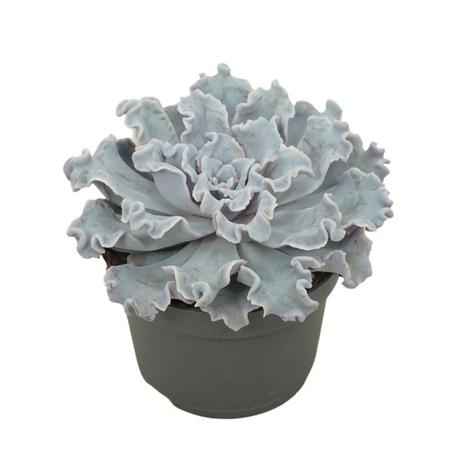 Picture of ECHEVERIA CRISPY BEAUTY