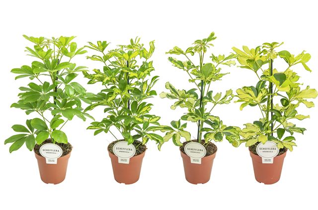 Picture of Schefflera arboricola mix in tray