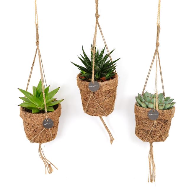 Picture of KOKODAMA SUCCULENT MIX HANGING