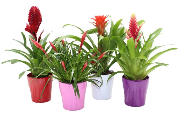 Picture of Bromelia mix in ceramic